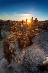 Desert Sunrise