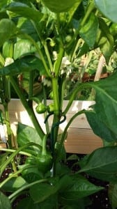 Bell peppers growing on our garden!