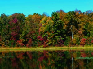 Fall leaves in Vermont